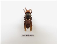 藏品(中華大虎頭蜂)的圖片